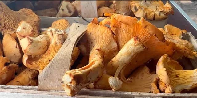 Po ile kurki na skupie – aktualne ceny i czynniki wpływające na stawki